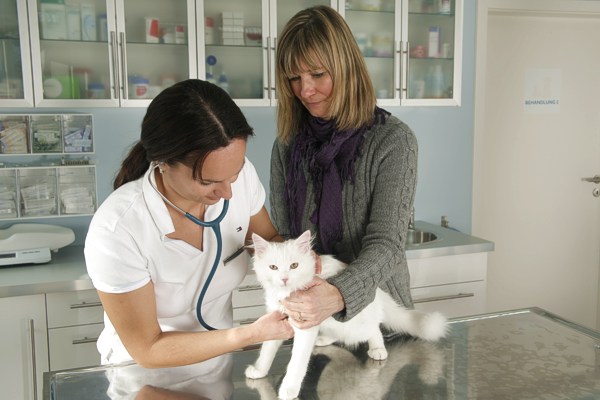 Untersuchung mit dem Stethoskop