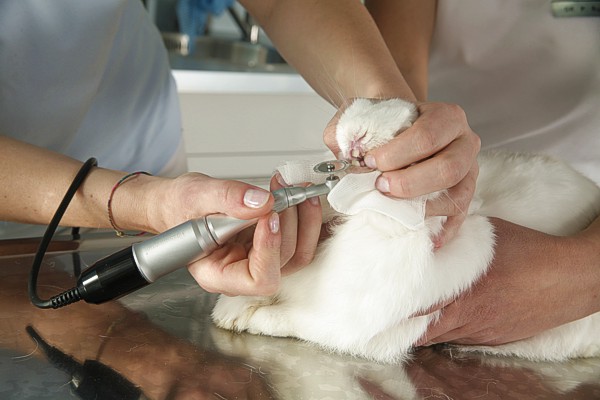 Vorderzähne schleifen beim Hasen